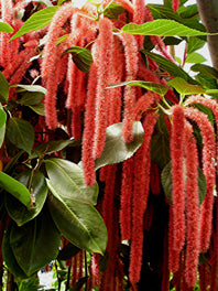 Amaranthus By type