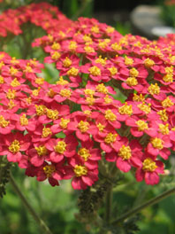 Achillea (Yarrow) By type