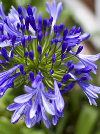 Agapanthus