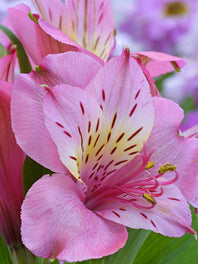 Alstroemeria By type