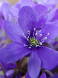 Anemone