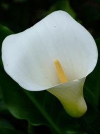 Wholesale Wedding Calla Lily