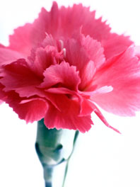Carnations
