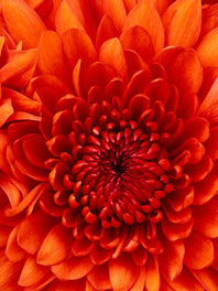 Chrysanthemums (Mums) By type
