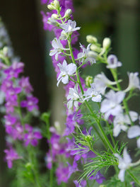 Delphinium By type