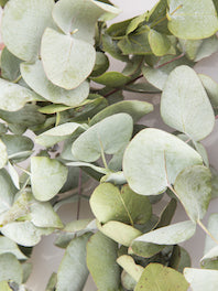 Eucalyptus