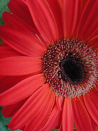 Gerberas