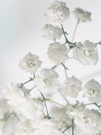 Gypsophila (Baby's Breath)