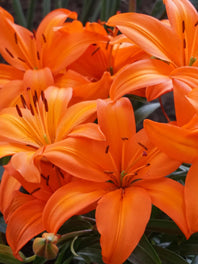 Lilies By type