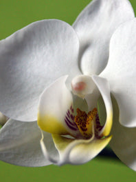 Orchids