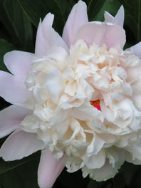 Peonies