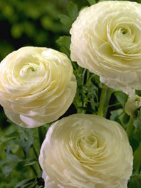 Ranunculus By type