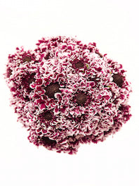 Scabiosa
