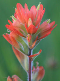 Snapdragon By type