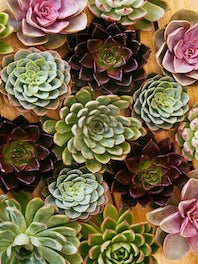 Succulents