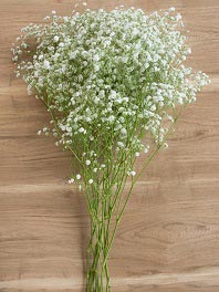 Baby's breath