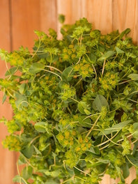 Bupleurum