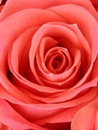 Coral orange roses