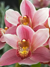 Cymbidium Orchids
