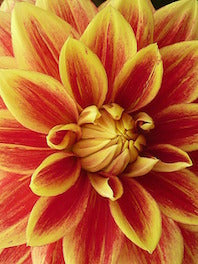 Dahlias