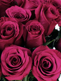 Dark pink roses