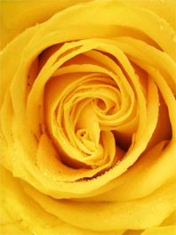 Dark Yellow Flowers