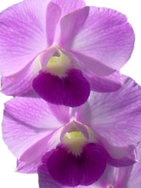 Dendrobium Orchids