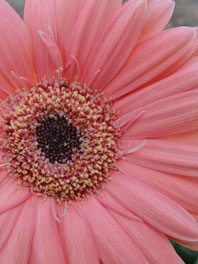 Standard Gerberas