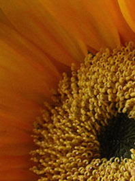 Golden Yellow Flowers