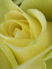 Green roses
