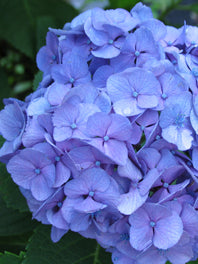 Hydrangeas