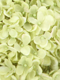 Light/ Baby Green Flowers