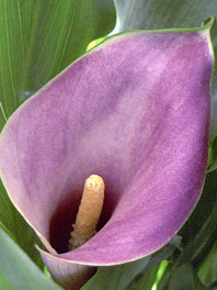 Mini Calla Lily