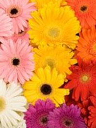 Mini Gerbera Daisies
