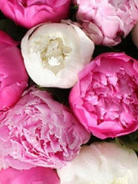 Peonies: July - Aug - Sep By type
