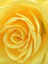Pale yellow roses