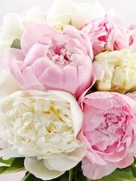 Peonies: July - Aug - Sep