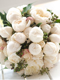 Wedding Peony