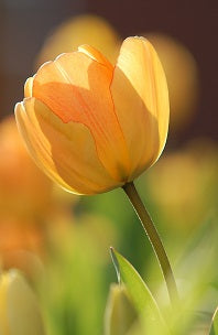 Tulips By type