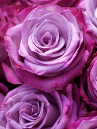 Pink and Purple Roses