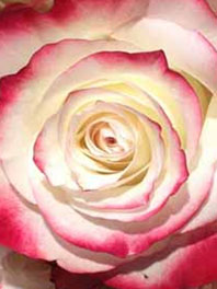 Pink and White Roses