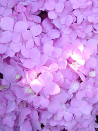 Purple By color