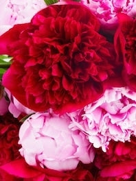 Peonies: Nov - Dec