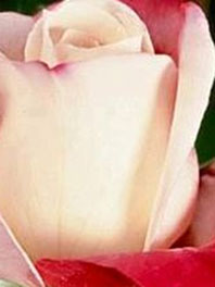 Red and white roses