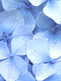 Sky/ Light/ Baby Blue flowers