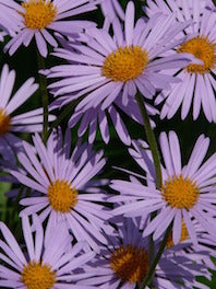 Asters