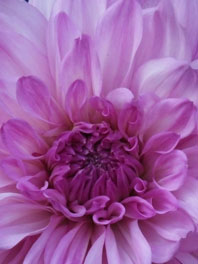 Mums (Spiders)