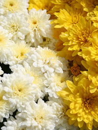 Spray (Pompons and Daisies)