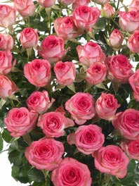 Spray roses for sale - Buy spray rose bouquets - Flower Explosion