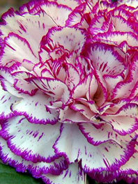 Standard Carnations